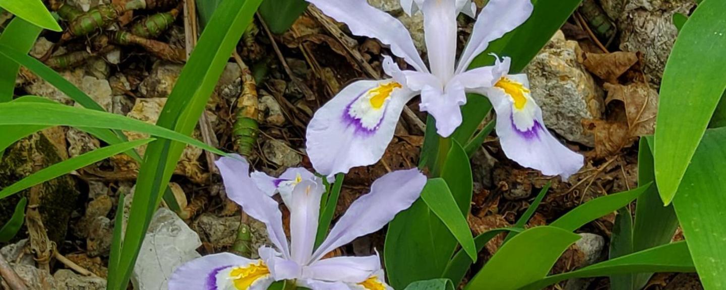 Purple and white flowers with yellow centers among green leaves.