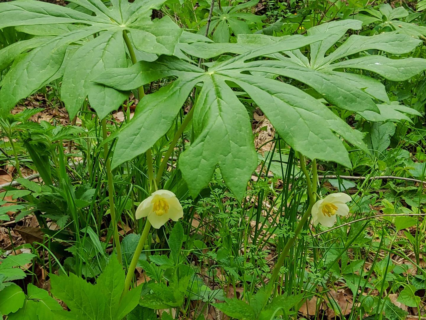 Two white flowers under large green leaves in a lush garden.