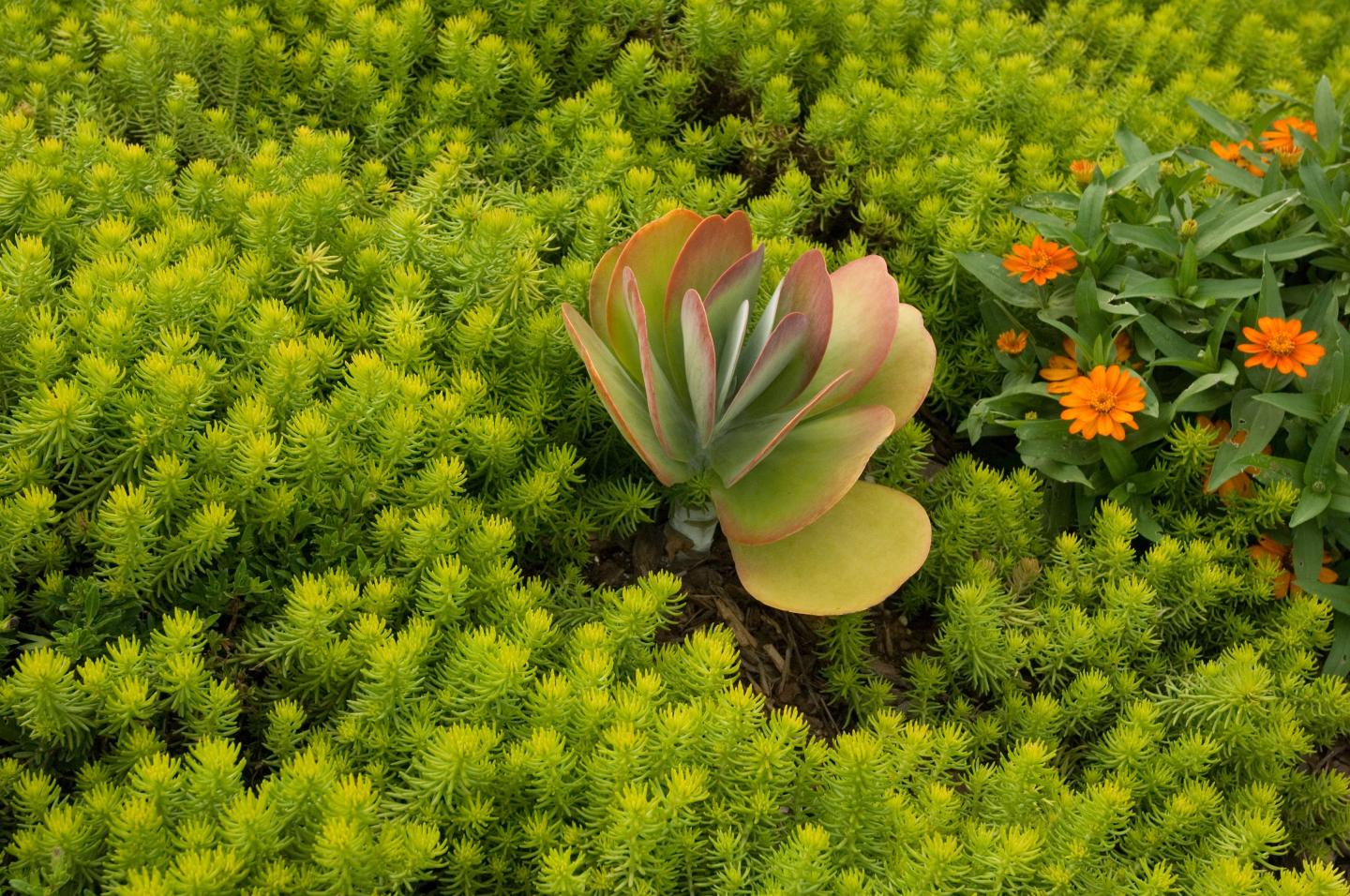 Botanical Garden of the Ozarks