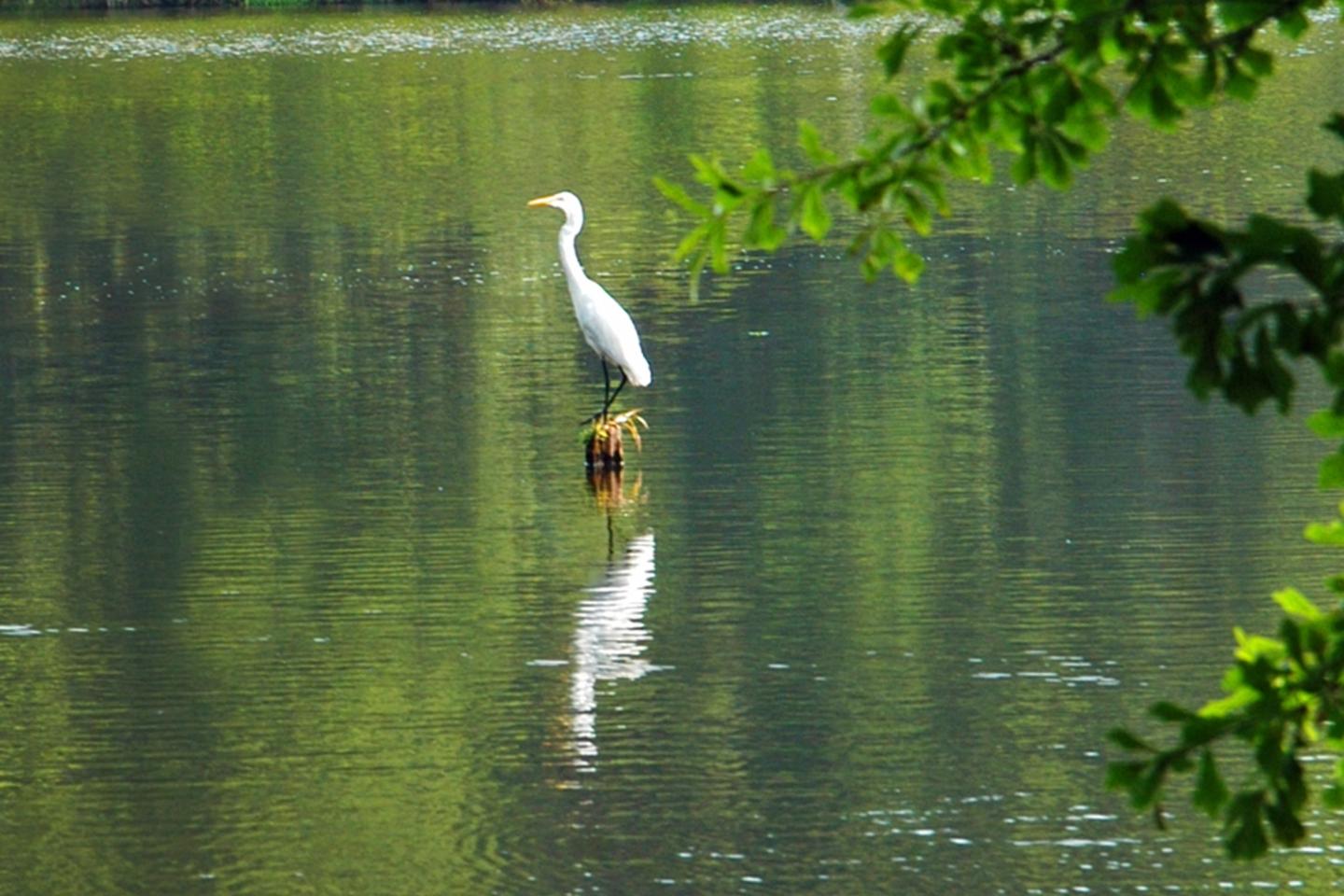 Enjoy wildlife watching at White Oak Lake State Park