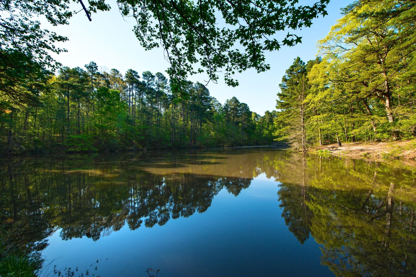 Logoly State Park, Escape at Logoly State Park, The roots of Logoly reach through the soil &amp;amp; into the past, Logoly State Park, Explore Logoly State Park , Logoly State Park,