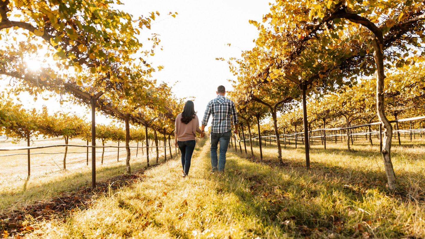 Couple holding hands, walking through a sunlit vineyard.