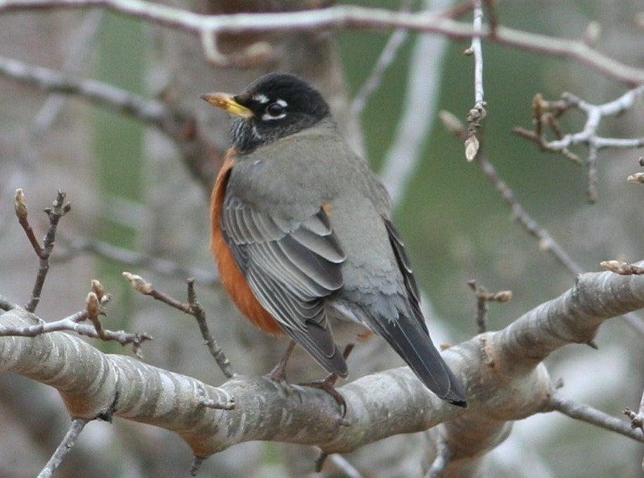 Robin perched on a branch, displaying gray and orange plumage against a muted background.