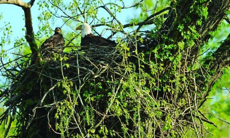 Bald eagles perched in a large nest on a tree with green leaves.