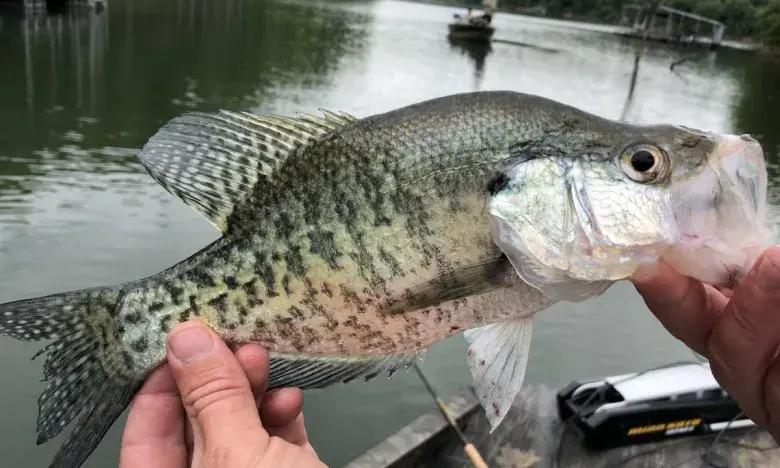 Person holding a freshly caught fish near a lake.