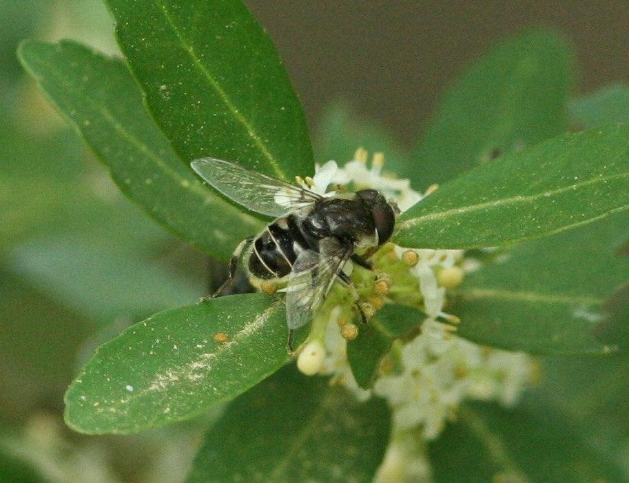 Bee on green leaves with small white flowers.