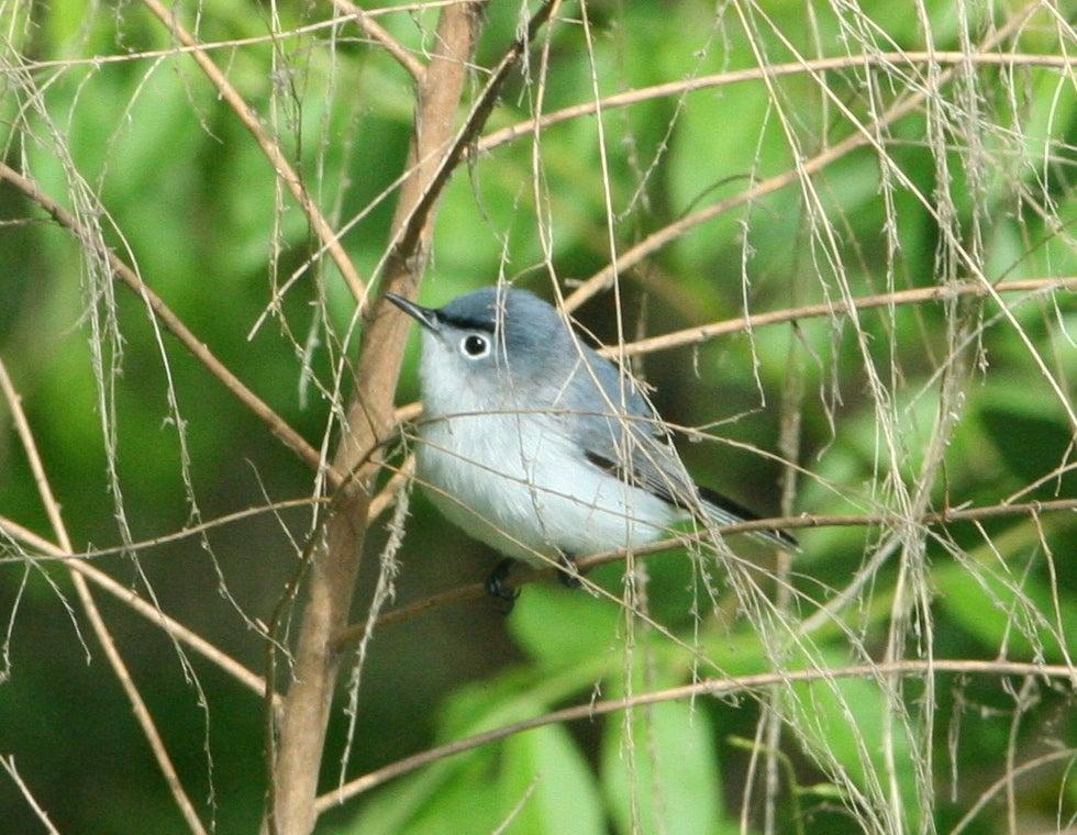 Small gray-blue bird perched on thin branches, lush green background.
