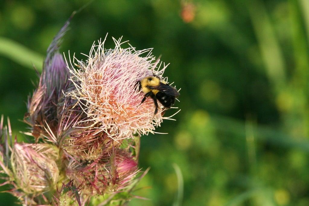 Bumblebee on a spiky pink thistle flower in a green field.