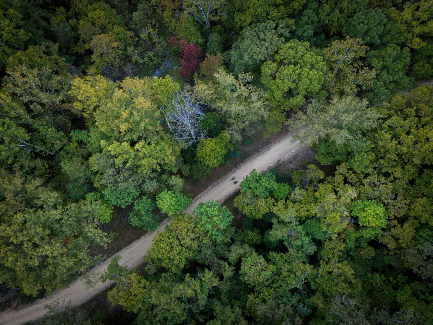 Forest with a dirt road cutting through, viewed from above.