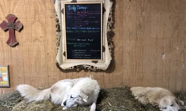 Two white dogs rest on hay beneath a chalkboard on a wooden wall.