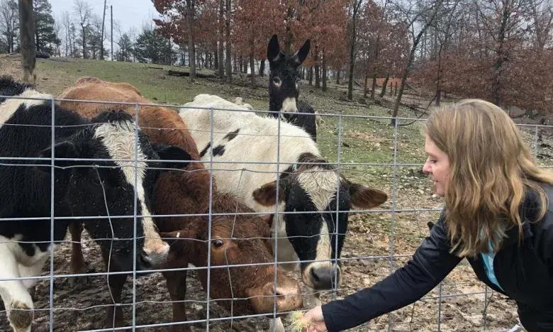 Feeding cows through a fence in a grassy field.