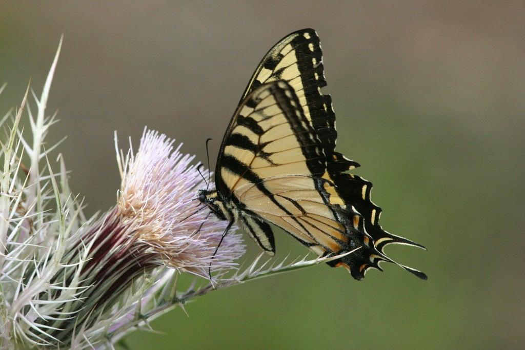 Yellow and black butterfly on a purple thistle flower.