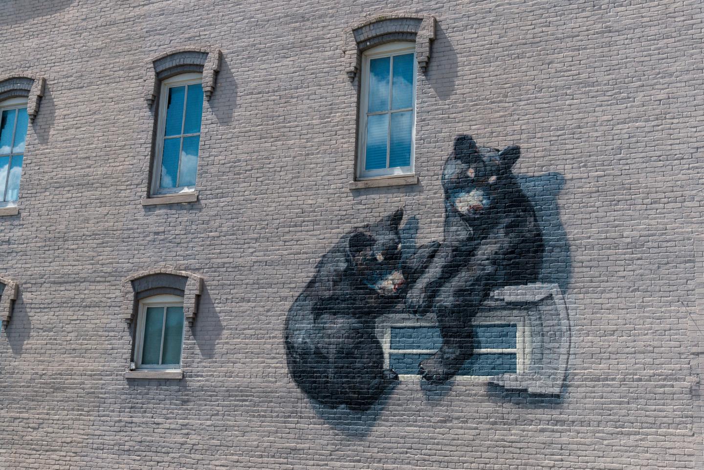 Mural of two black bears on a brick building wall near windows.