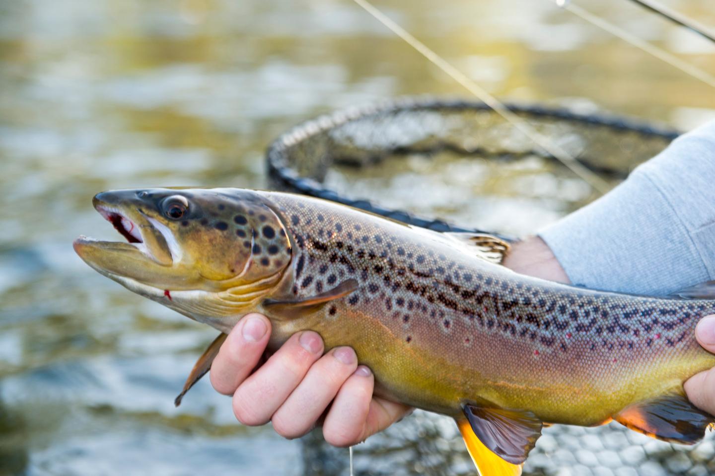 Person holding a brown trout over water, with a net in the background.