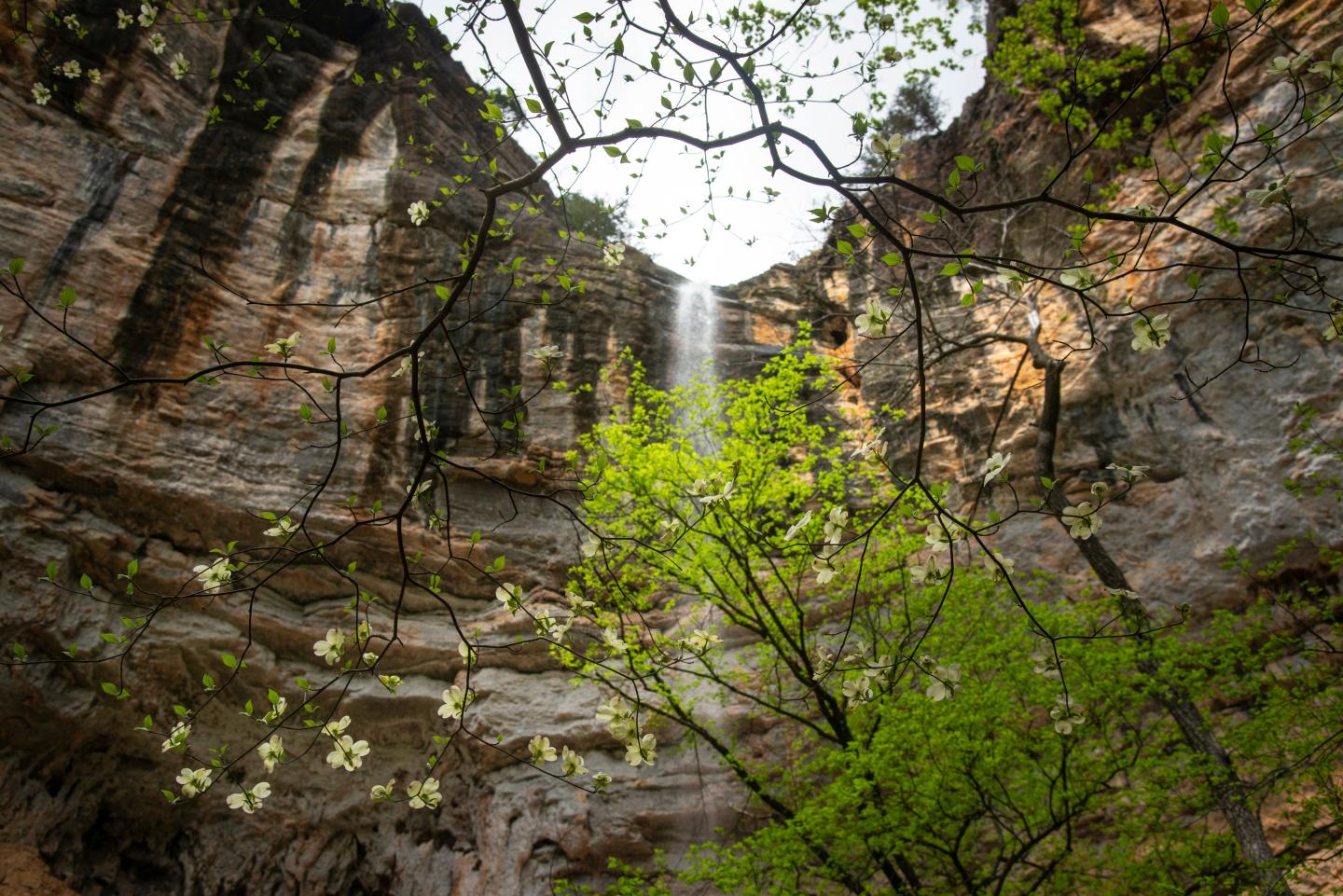 Waterfall flows down rocky cliff, surrounded by green foliage and flowering branches.