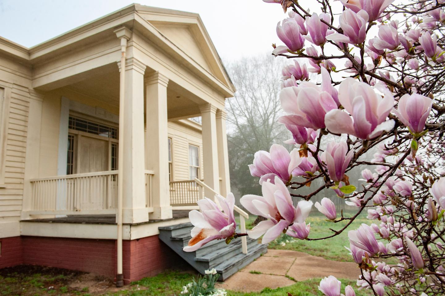 Cream-colored house with pillars, pink magnolia blossoms in foreground.