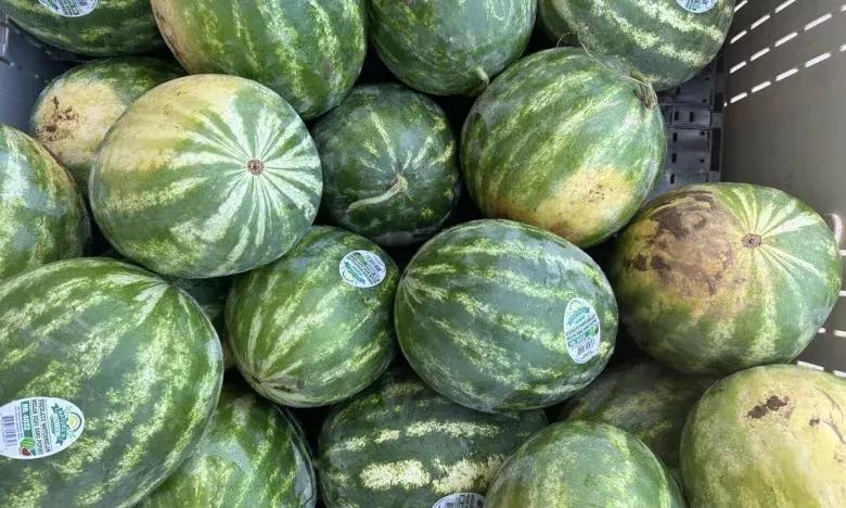 Watermelons stacked in a pile, varying shades of green with stripes.