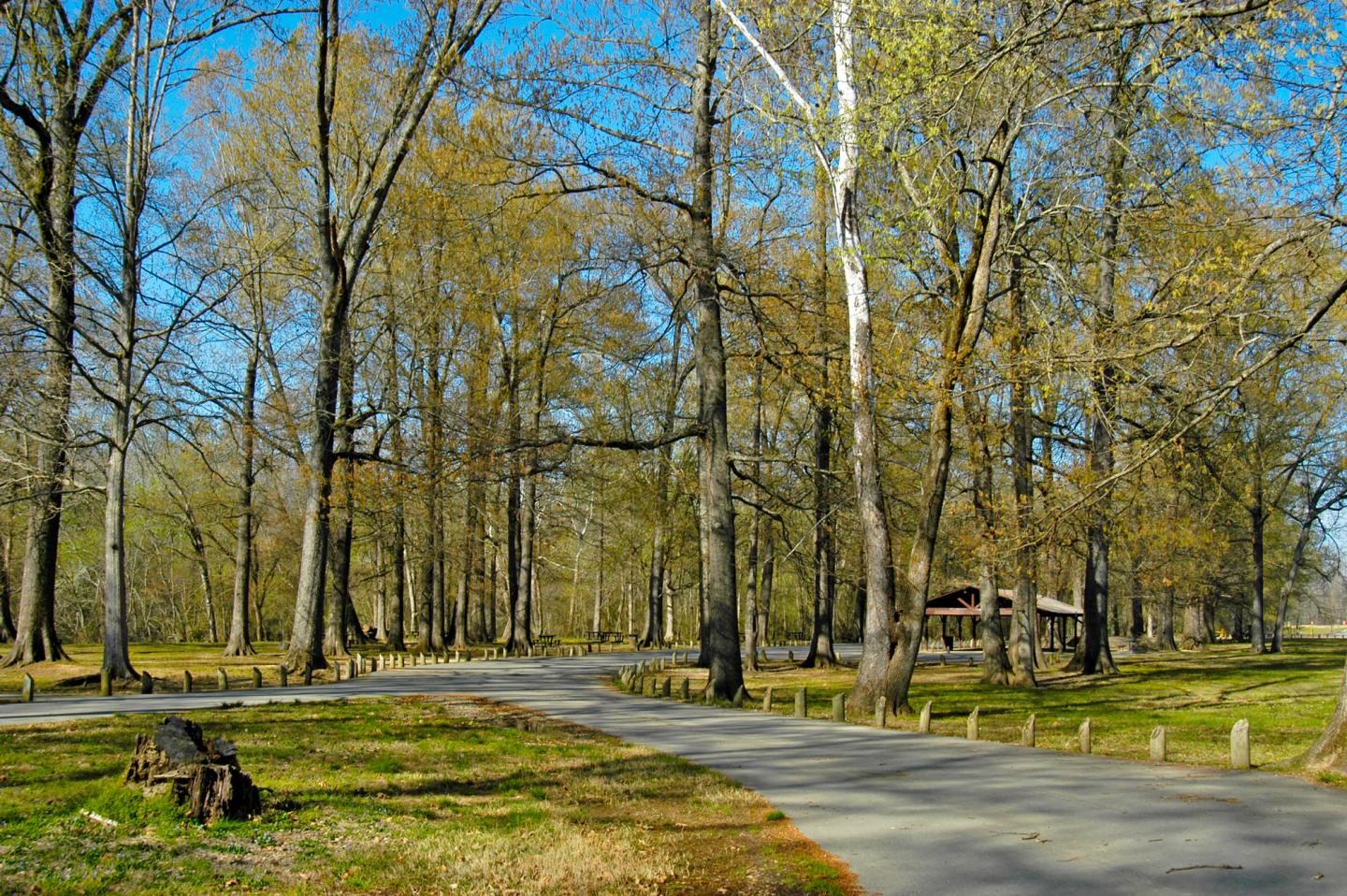 Pathway through a sunny, wooded park with a small pavillion.