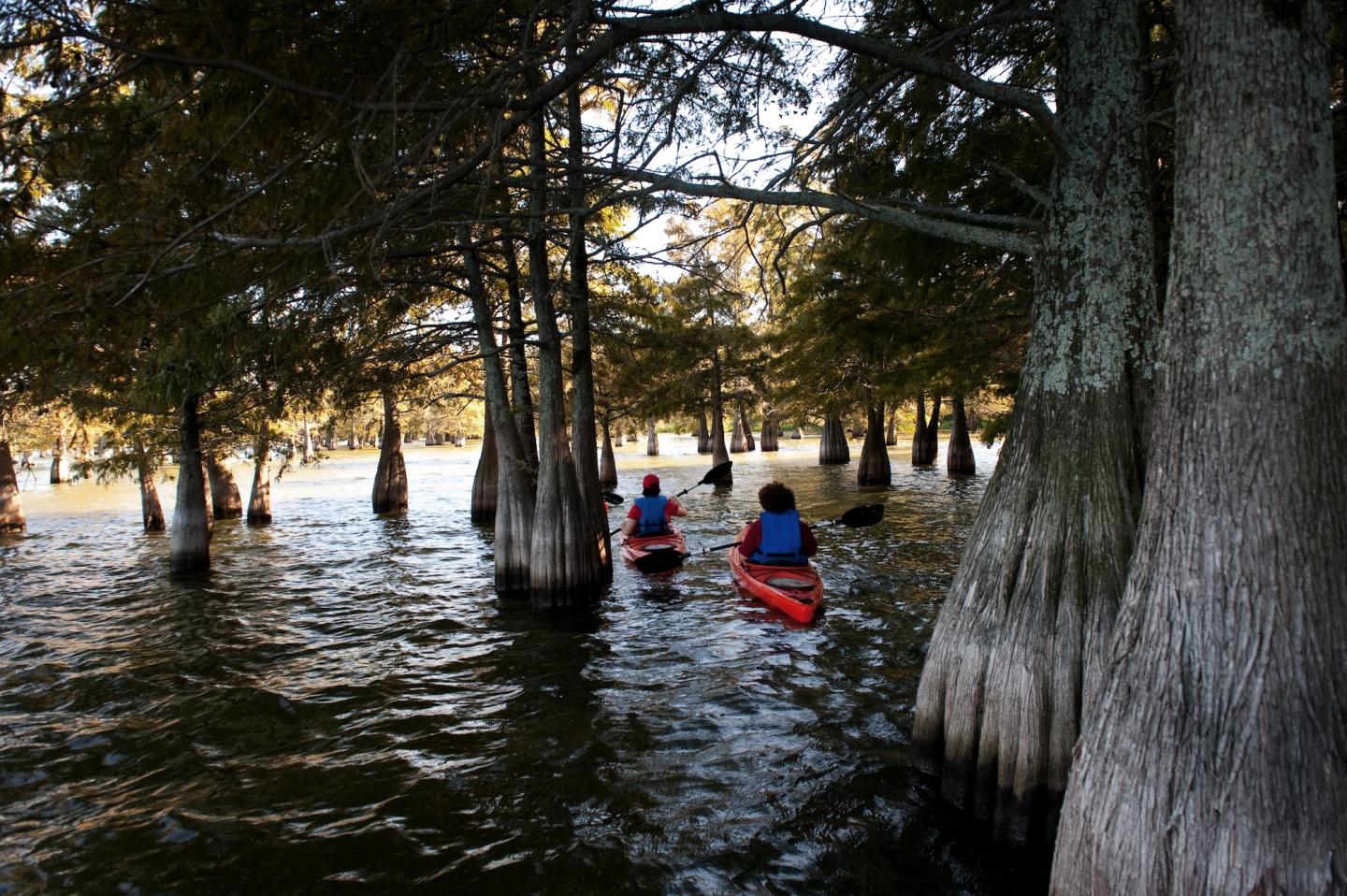 Kayakers navigate through tall, swampy cypress trees.