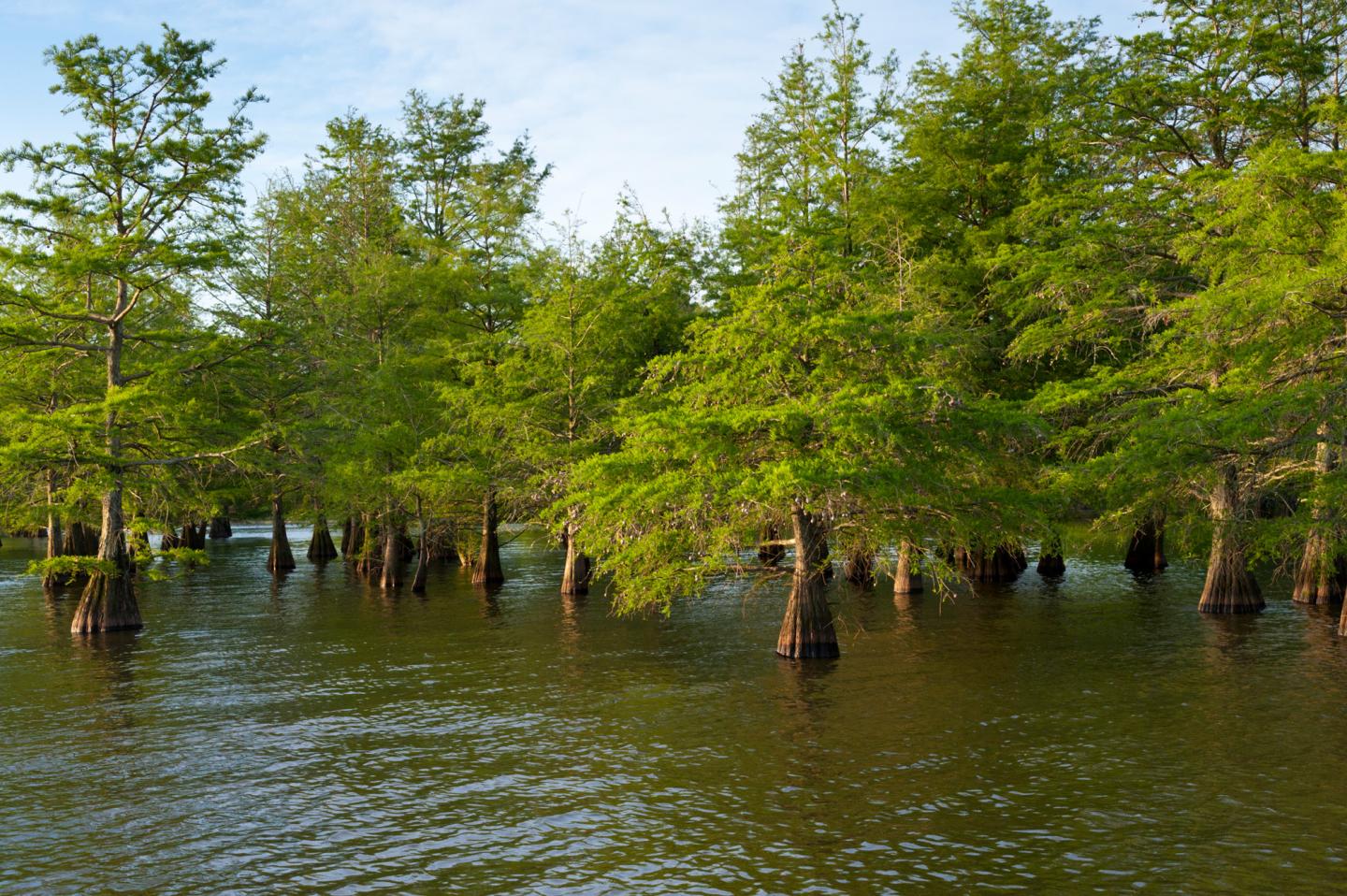 Cypress trees growing in a calm, sunlit swamp.