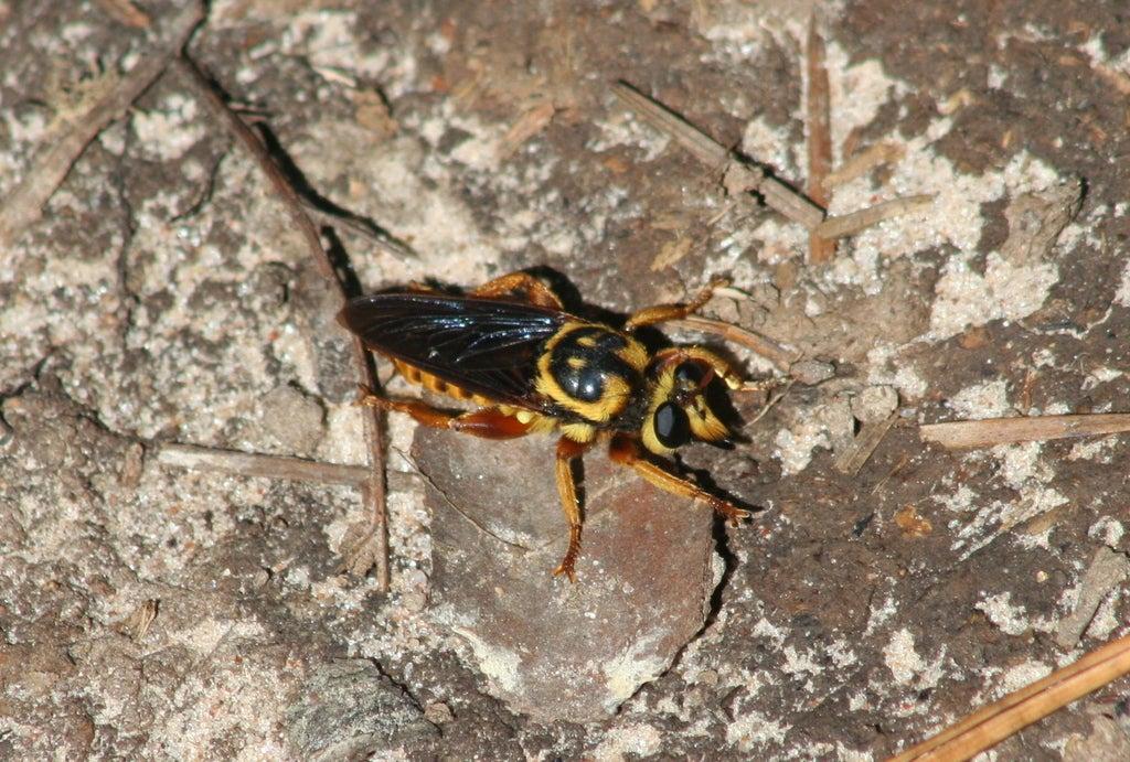 Black and yellow insect on rocky ground.