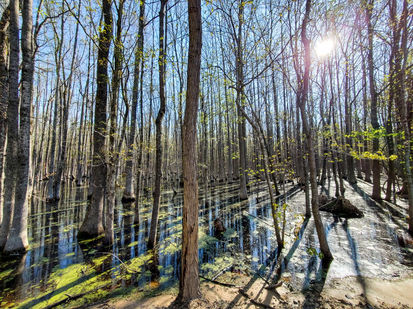 Sunlit forest with tall trees and a flooded ground.