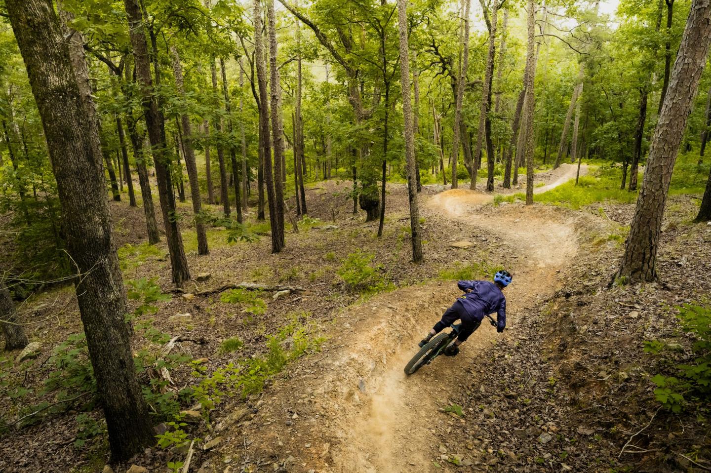 Cyclist rides on a winding forest trail.