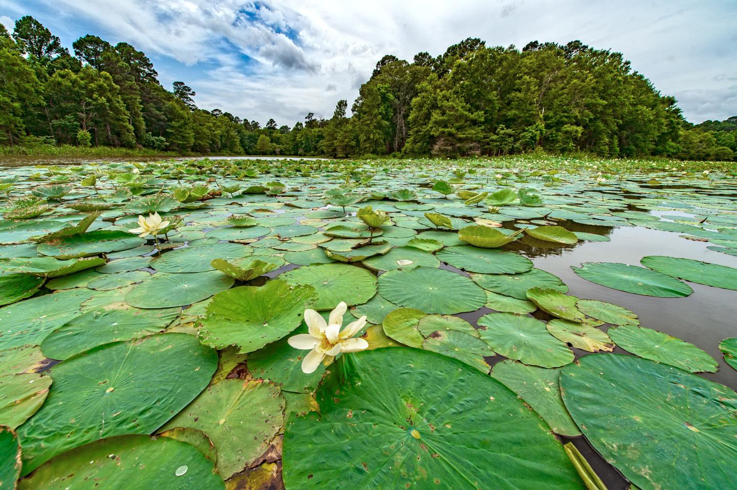 Lily pads and flowers on a tranquil pond with forest backdrop under a cloudy sky.