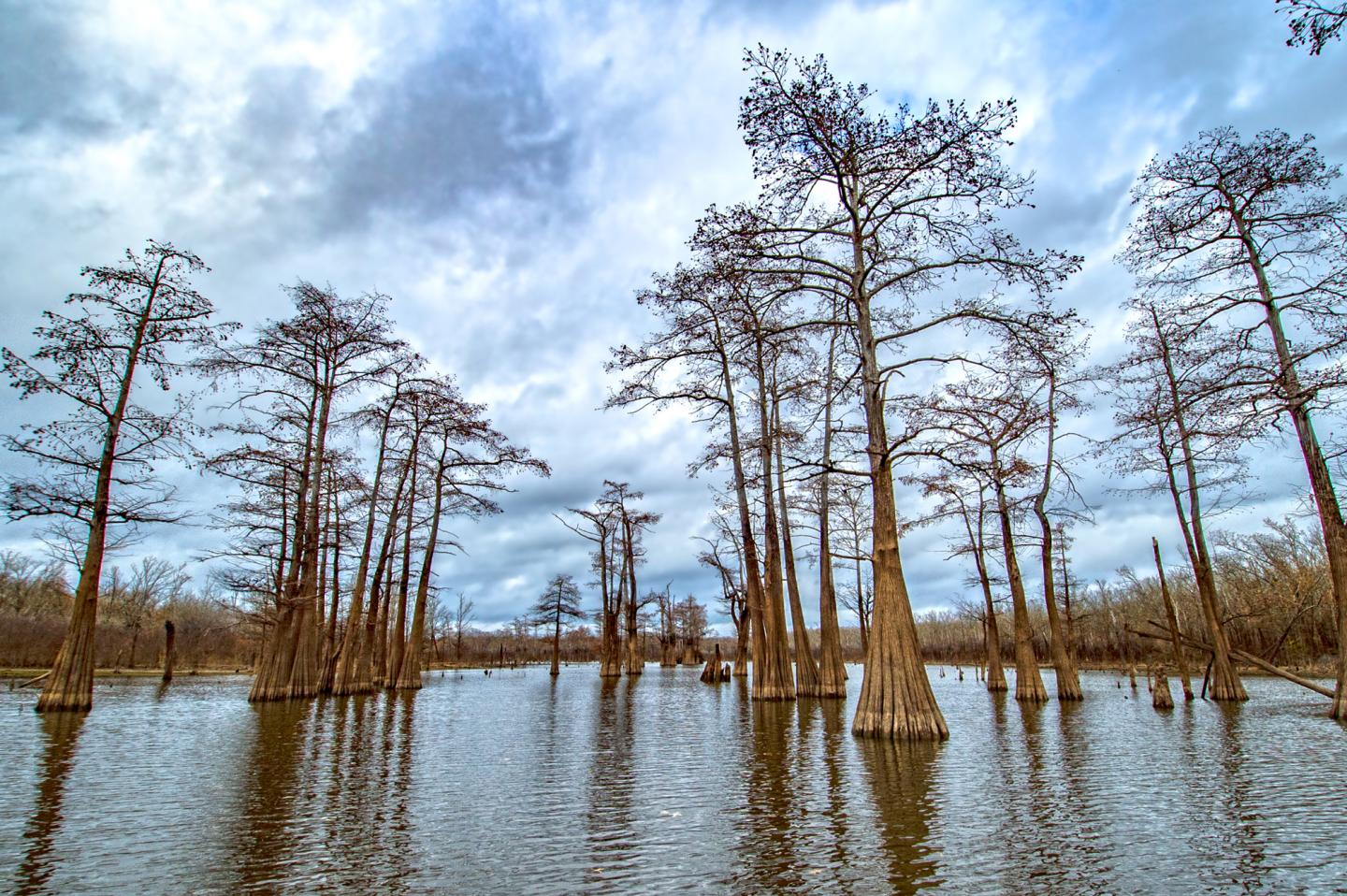 Cypress trees reflect on a calm lake under a cloudy sky.