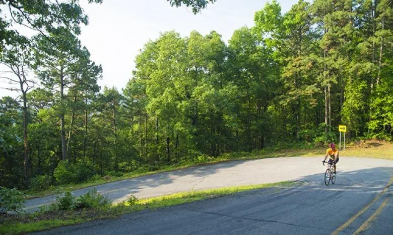 Cyclist on a sunny forest road with lush green trees.