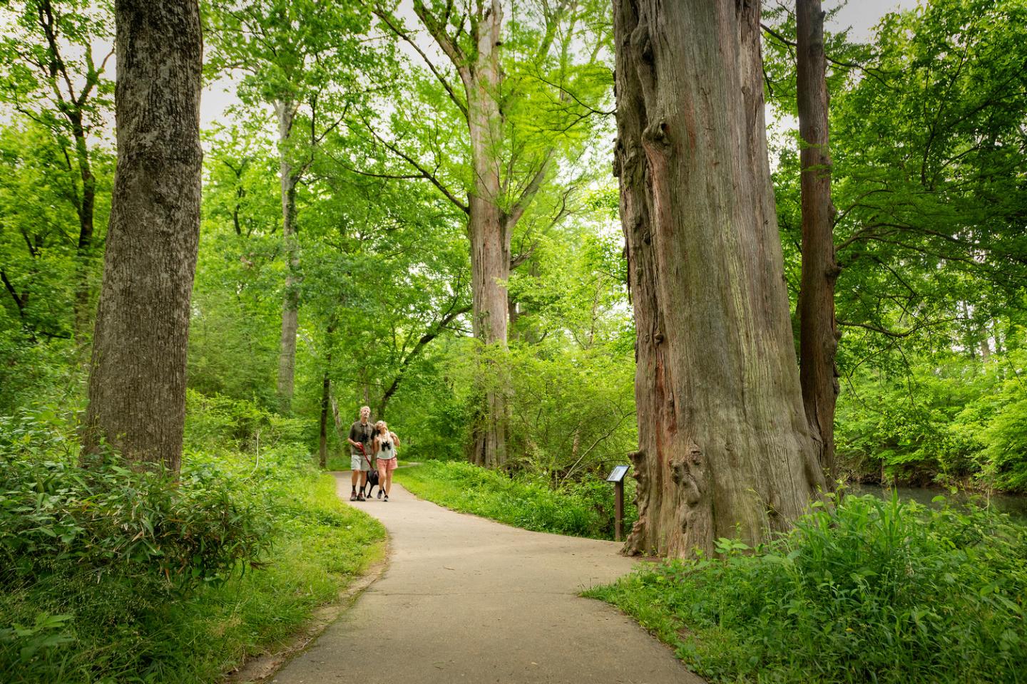 Pathway through lush green forest with people walking and large trees.