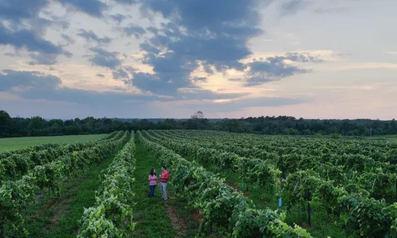 Vineyard at sunset with two people walking between rows of grapevines.