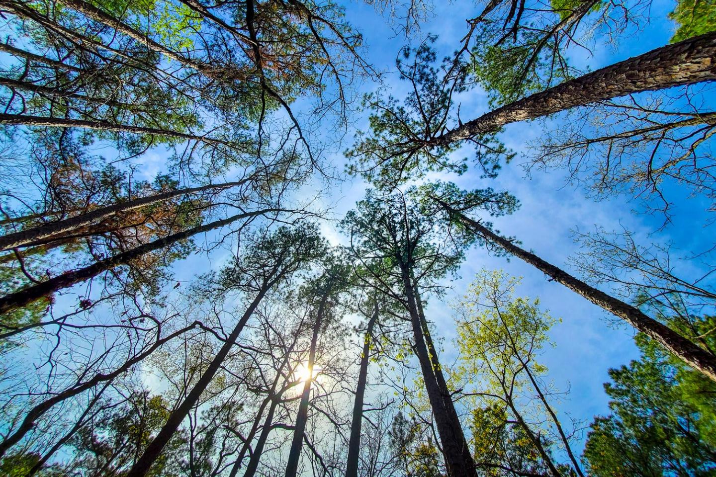 Tall trees with sunlight shining through, viewed from below against a blue sky.