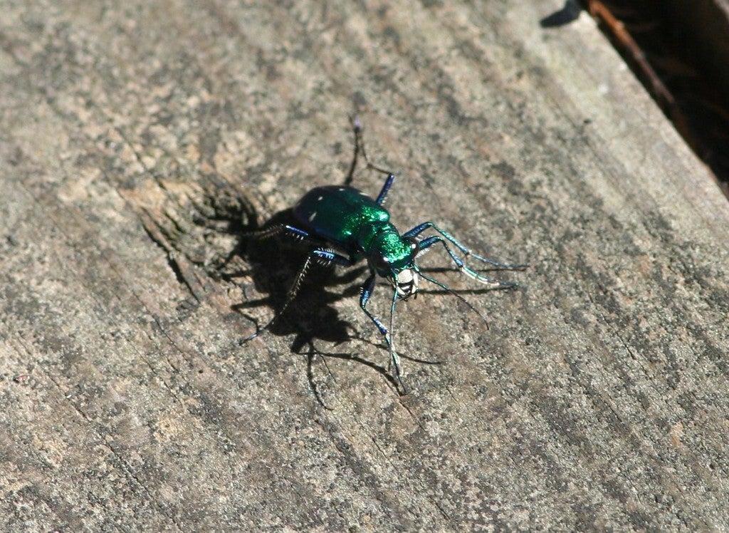 Green beetle on a wooden surface in sunlight.