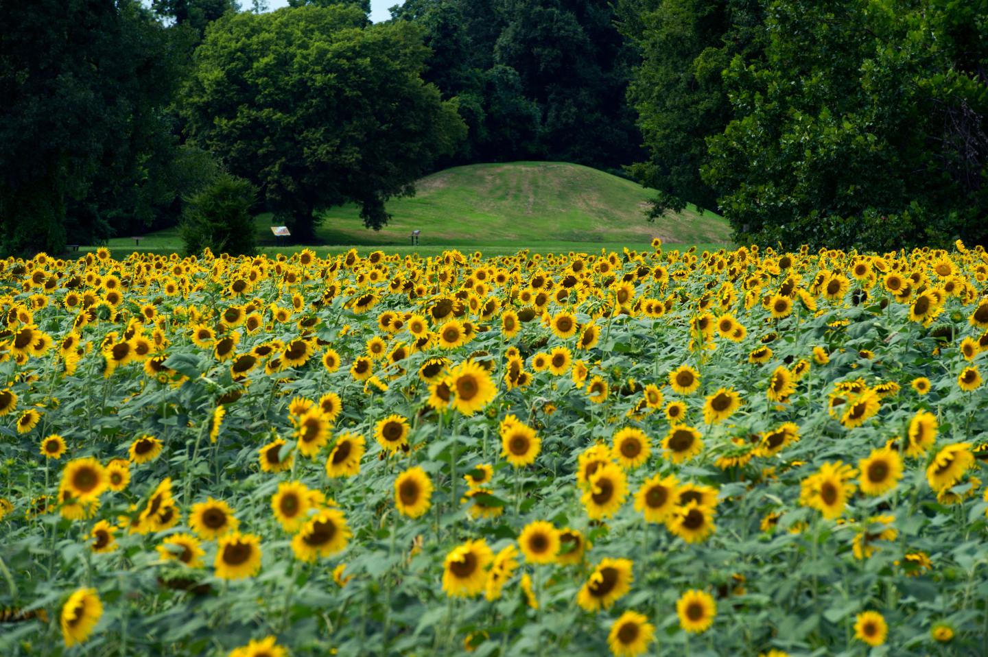 Field of sunflowers under a clear sky, bordered by lush green trees.