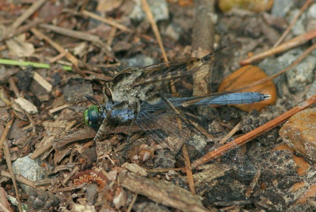 Blue dragonfly resting on the ground with twigs and leaves.