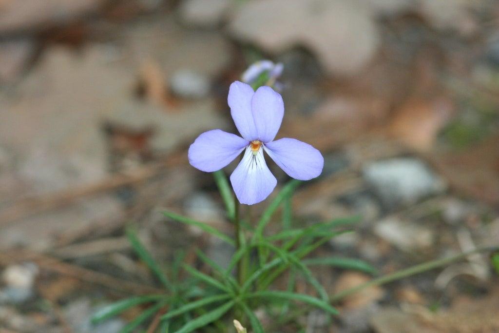 Purple wildflower with green leaves on a forest floor.