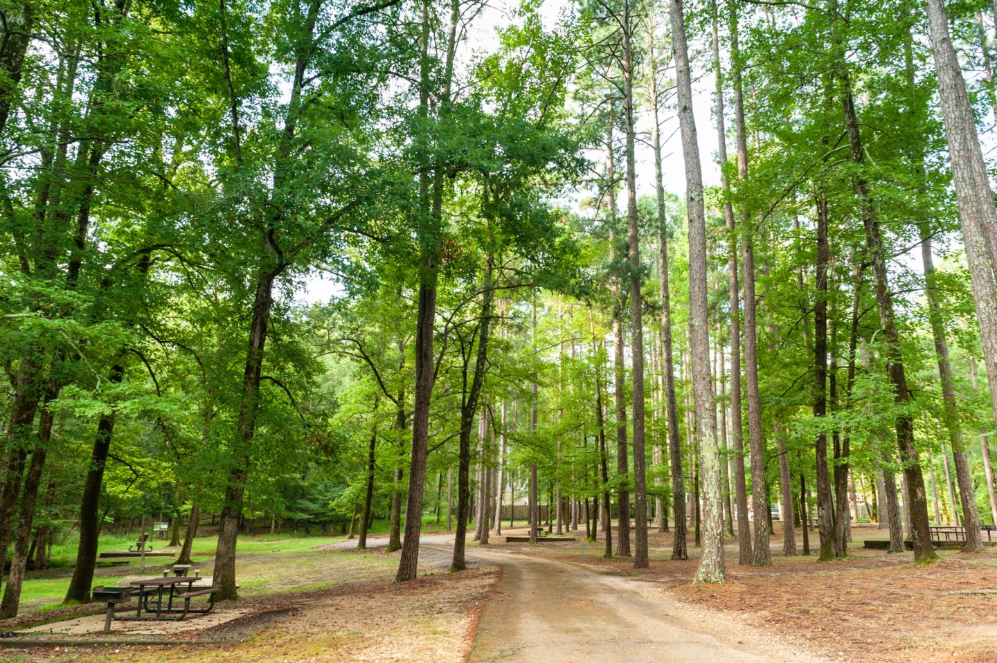 Forest path with tall green trees and a picnic table on the left.