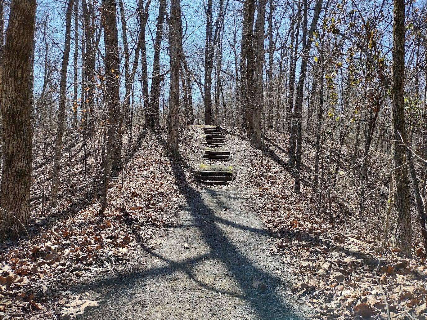 Pathway on trail