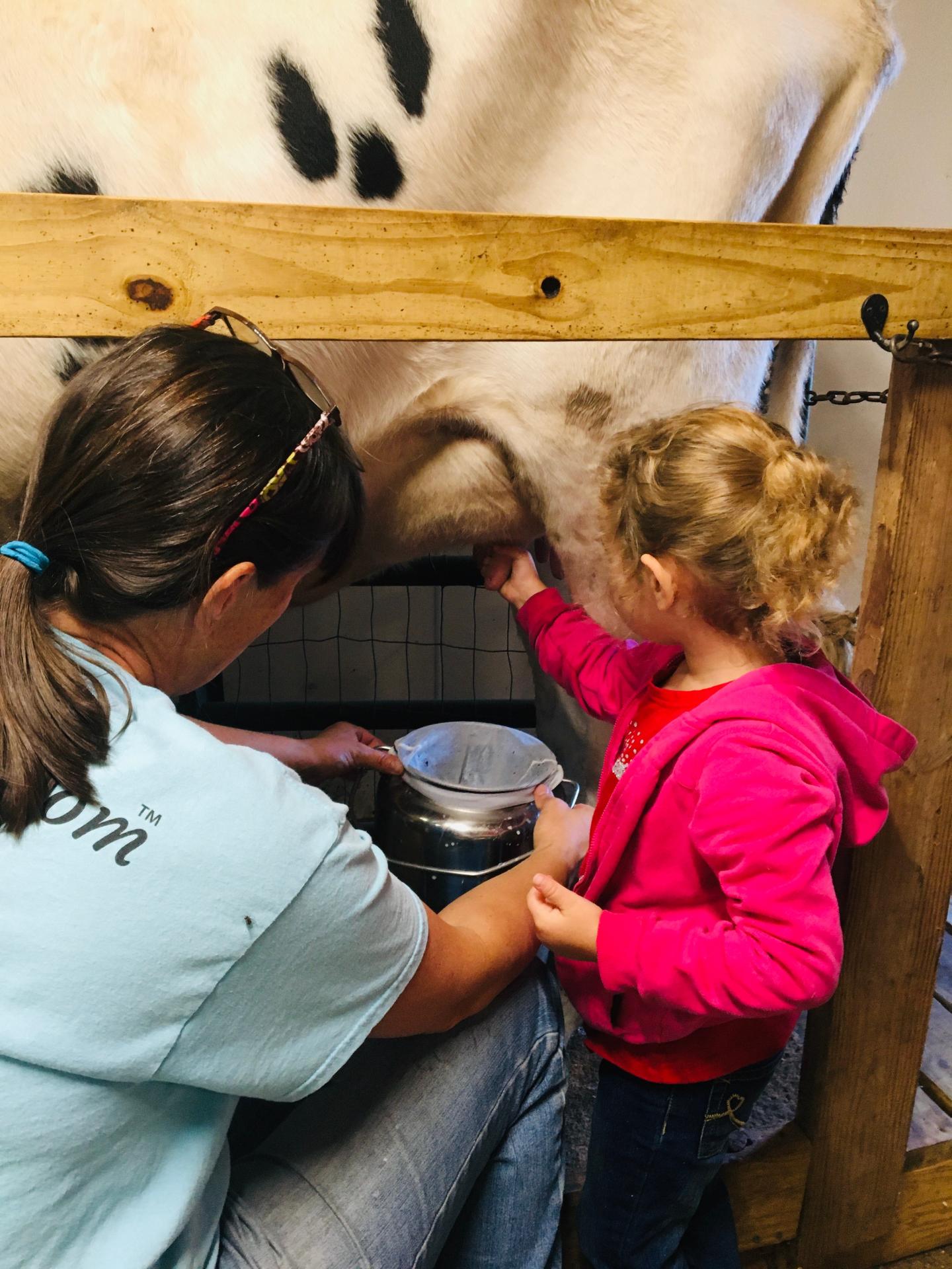 Dogwood Hills Guest Farm