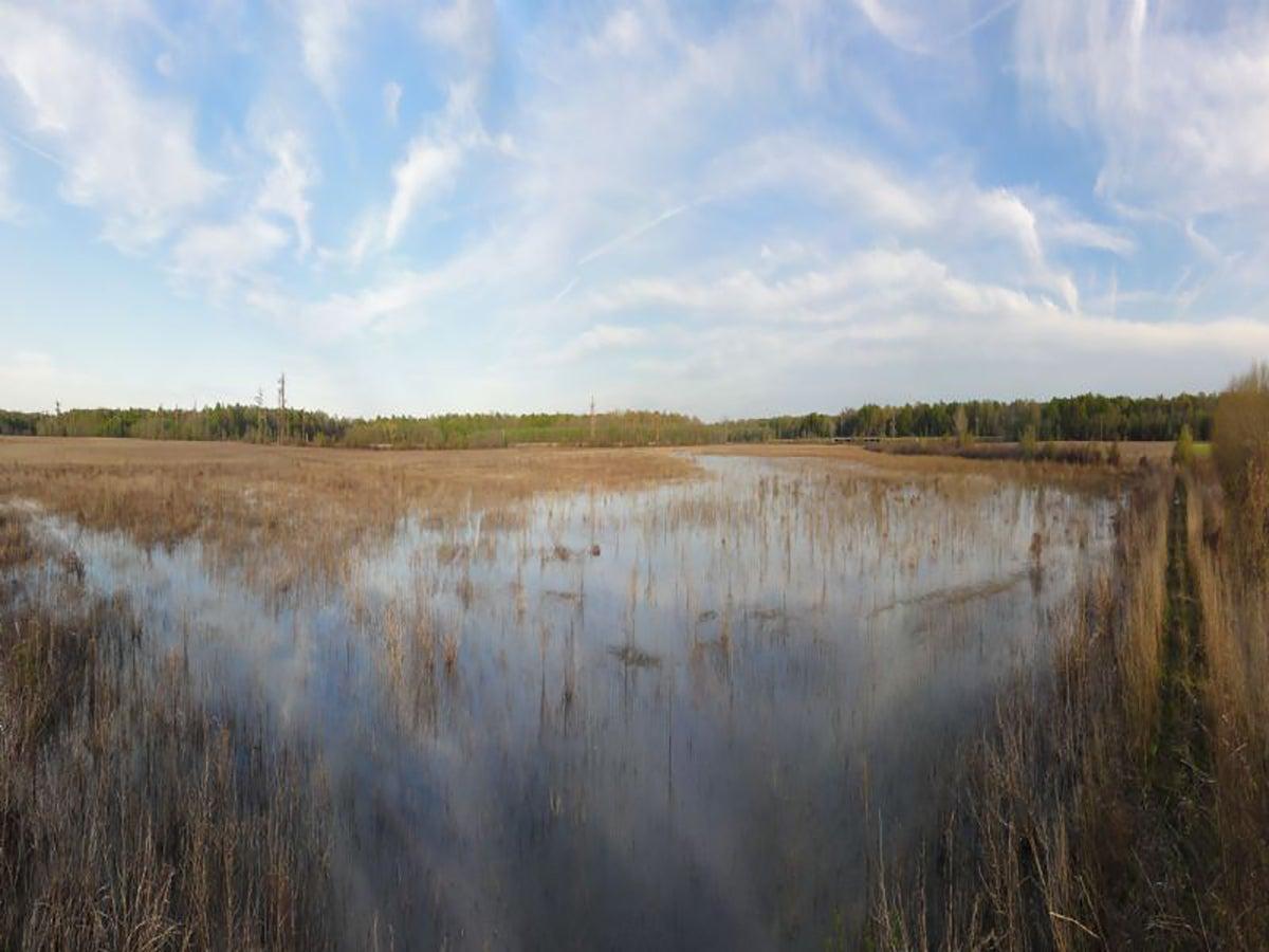 Sheffield Nelson Dagmar Wildlife Management Area