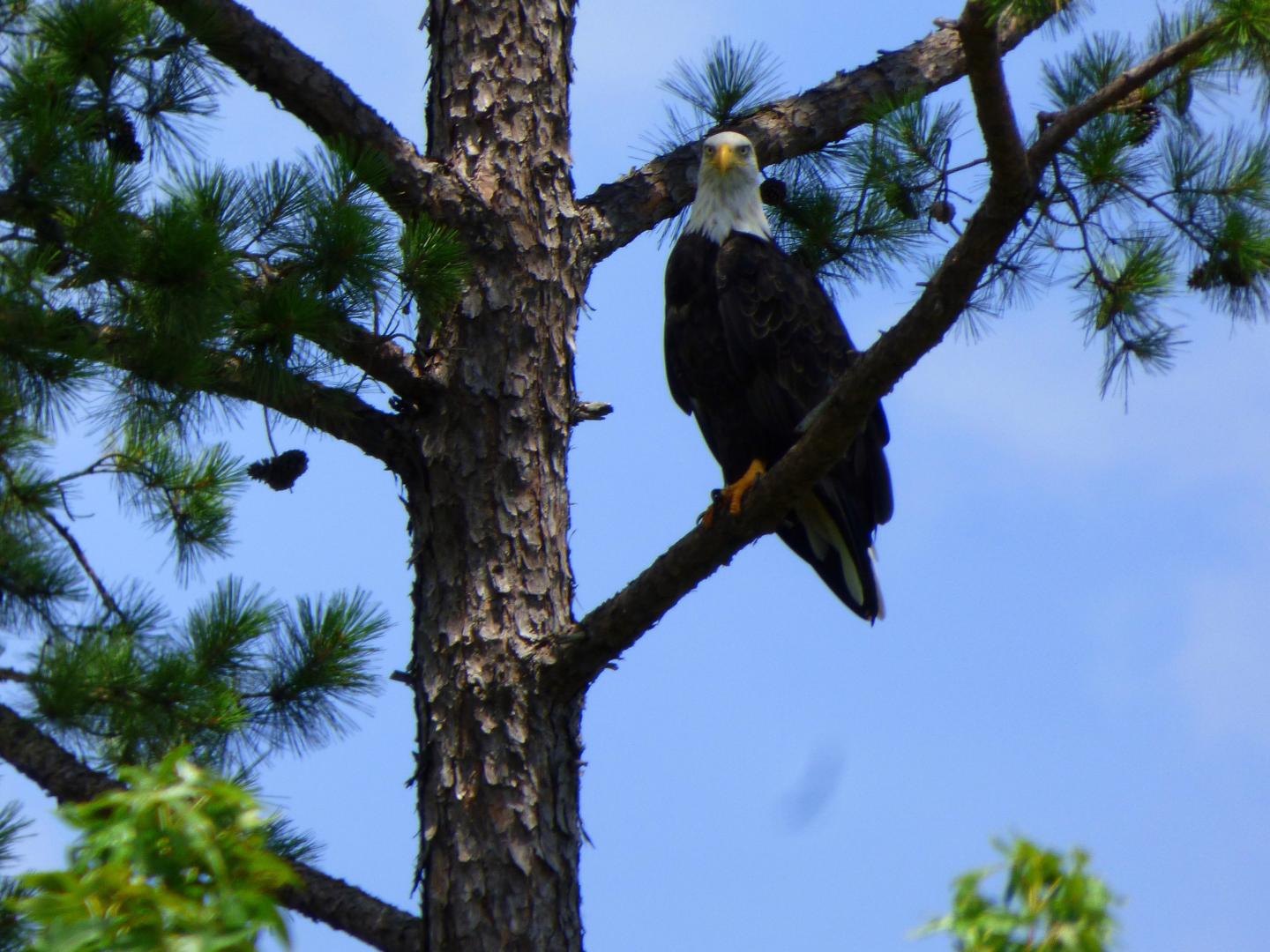One of the Lake's resident eagles