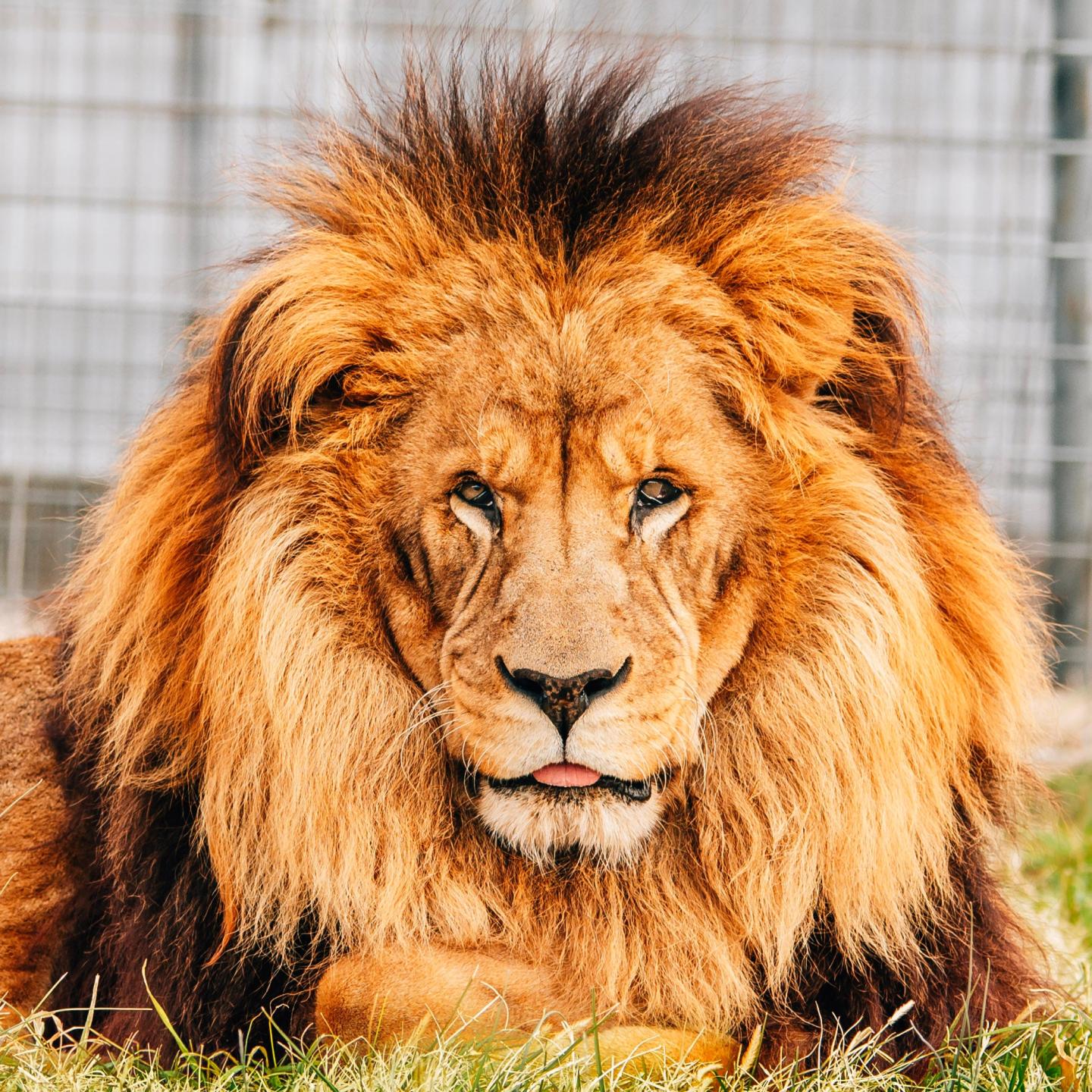 Turpentine Creek Wildlife Refuge