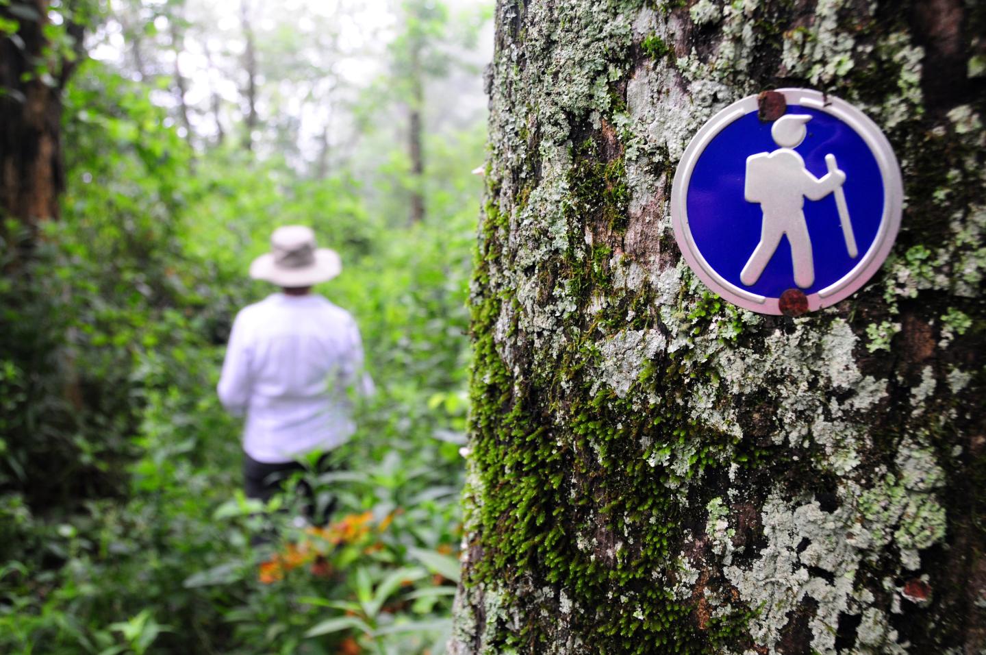 Hiking trails at Queen Wilhelmina State Park