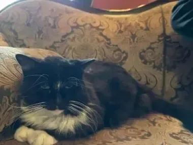 Fluffy black and white cat lounging on an ornate sofa.