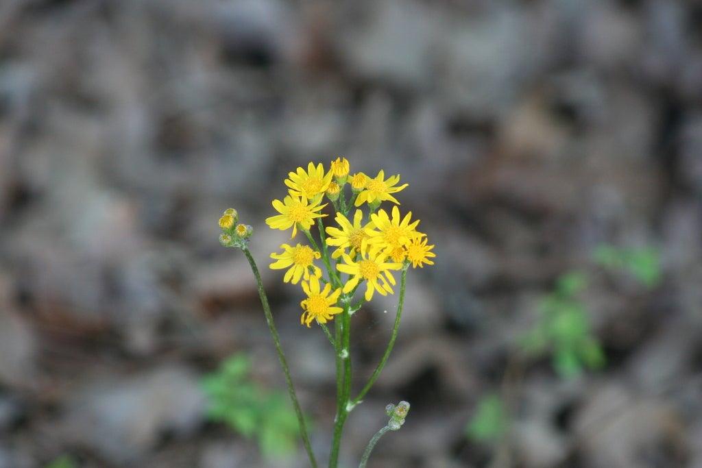 Yellow wildflowers with blurred brown background.