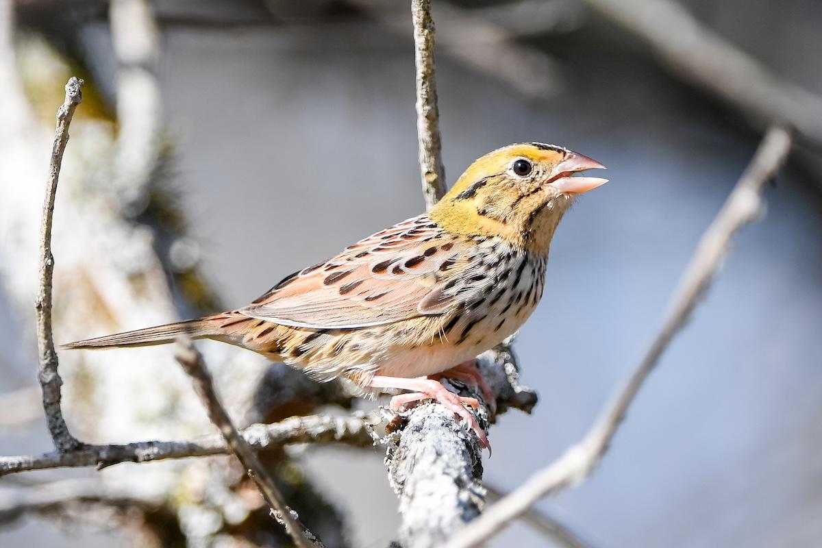 Small songbird with brown and yellow plumage perched on a branch.