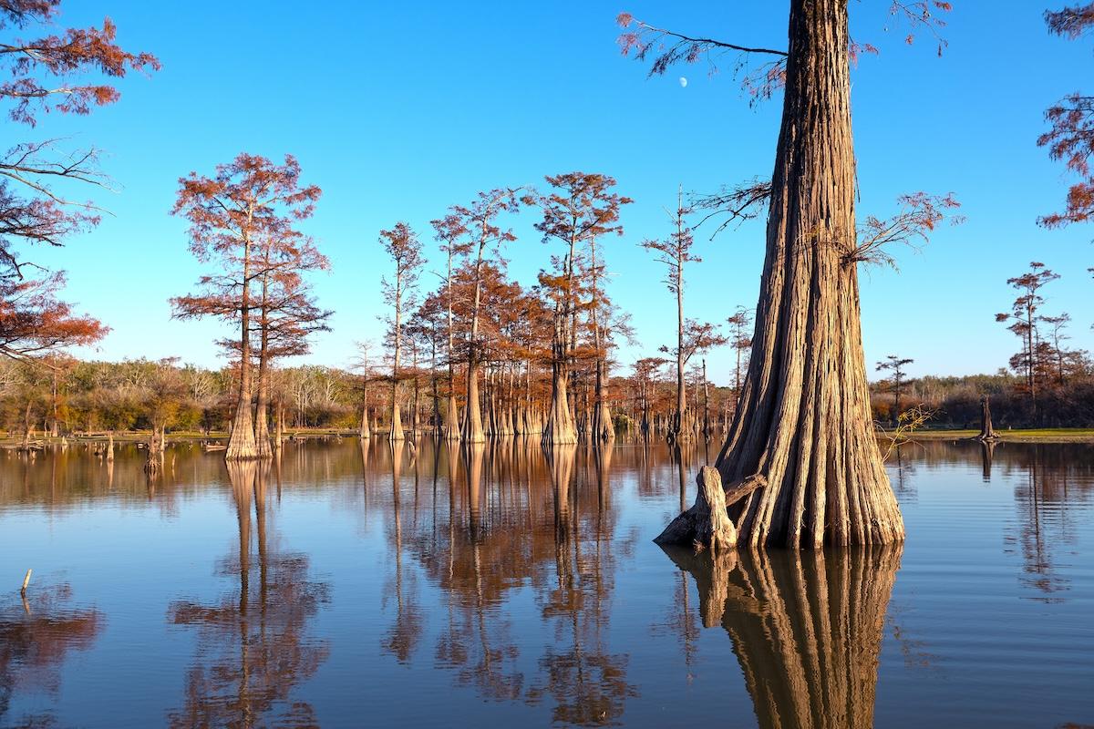 Calm lake with tall trees reflecting, under a clear blue sky.