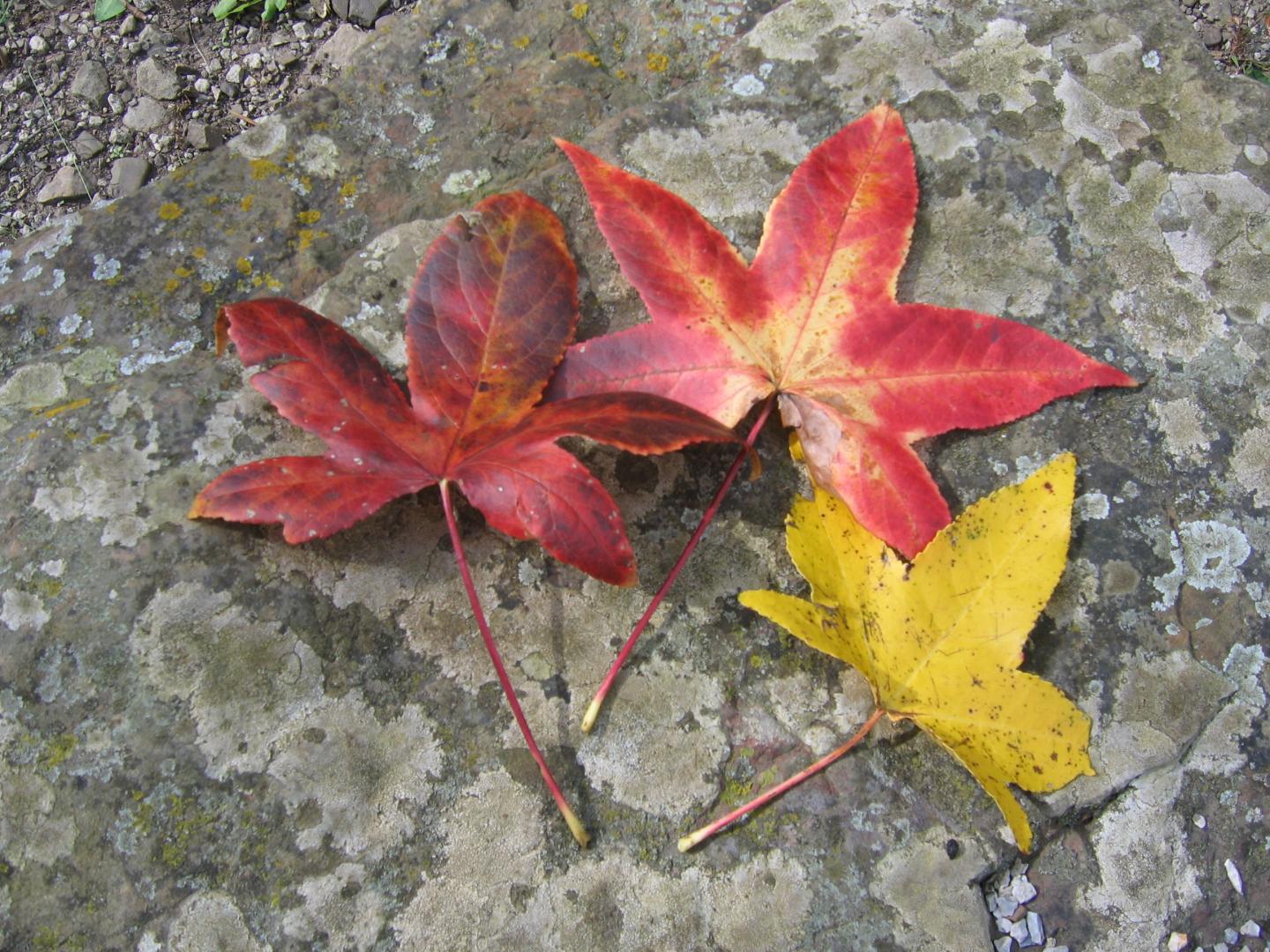Red and yellow autumn leaves on a stone surface.