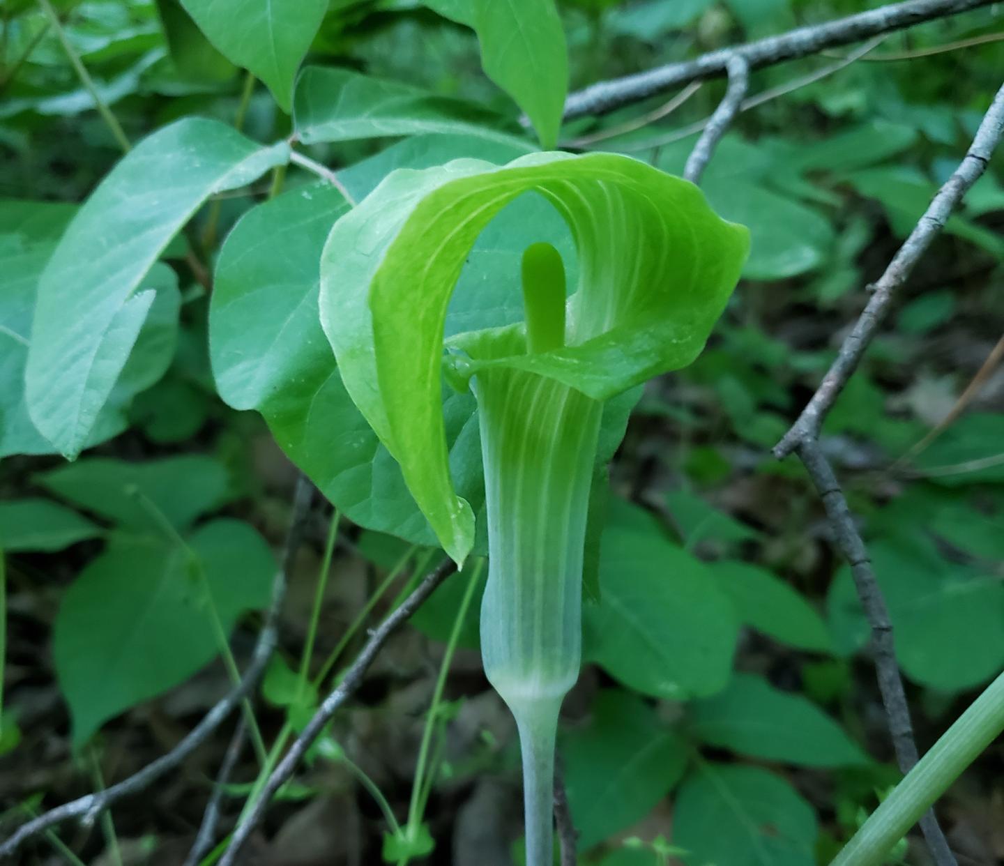 Green Jack-in-the-pulpit plant in a forest setting.